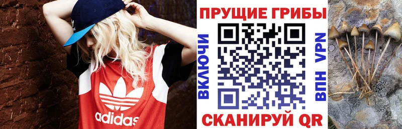 Псилоцибиновые грибы MAGIC MUSHROOMS  где купить наркоту  Красноперекопск 